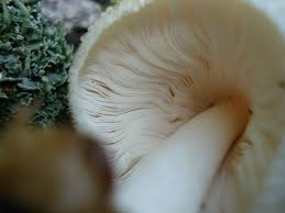 Attēlu rezultāti vaicājumam “Volvariella bombycina”