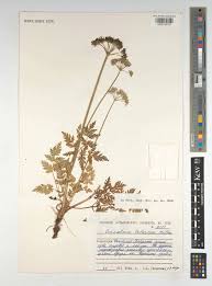 Attēlu rezultāti vaicājumam “Conioselinum tataricum”