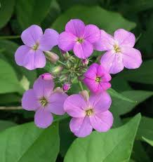 Attēlu rezultāti vaicājumam “Hesperis matronalis”