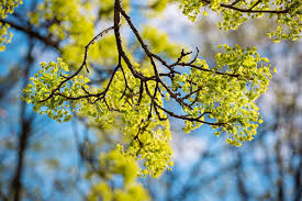 Attēlu rezultāti vaicājumam “Acer platanoides flower”