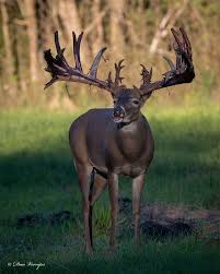 Image result for Big Bucks High Rollers