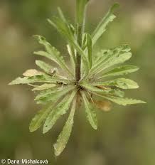 Attēlu rezultāti vaicājumam “Jasione montana leaf”