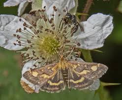 Attēlu rezultāti vaicājumam “Pyrausta purpuralis”