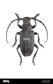 Attēlu rezultāti vaicājumam “Lamia textor”