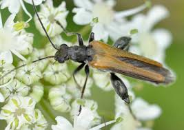 Attēlu rezultāti vaicājumam “Oedemera femorata”