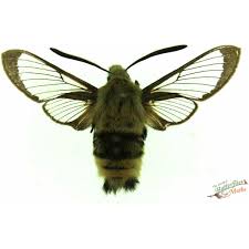 Attēlu rezultāti vaicājumam “Hemaris fuciformis”