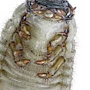 Attēlu rezultāti vaicājumam “Oryctes nasicornis larva”