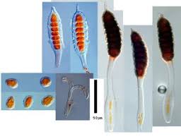 Attēlu rezultāti vaicājumam “Phragmidium sp.”