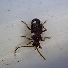 Attēlu rezultāti vaicājumam “Ptinus sp. female”