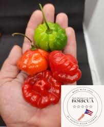 Afbeeldingsresultaat voor aji dulce sweet pepper