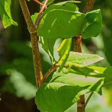 Attēlu rezultāti vaicājumam “Reynoutria japonica”