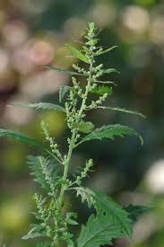 Image result for Chenopodium ambrosioides