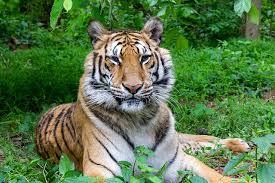 Kuvahaun tulos haulle tigers