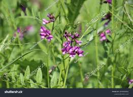 Attēlu rezultāti vaicājumam “Vicia sepium flower”