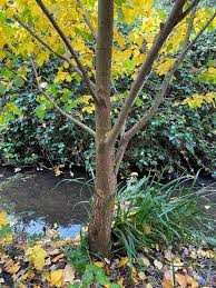 Attēlu rezultāti vaicājumam “Ulmus laevis fruit”