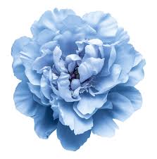 Attēlu rezultāti vaicājumam “Paeoniaceae”