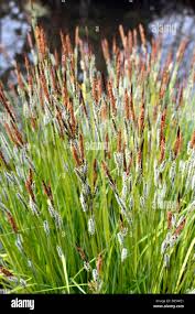 Attēlu rezultāti vaicājumam “Carex elata flower”