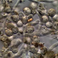 Attēlu rezultāti vaicājumam “Sclerophora farinacea”