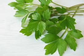 Image result for Liebstöckel