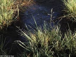 Attēlu rezultāti vaicājumam “Puccinellia distans”