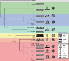Attēlu rezultāti vaicājumam “Dianema depressum spores”
