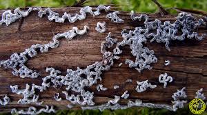 Attēlu rezultāti vaicājumam “Physarum bivalve”