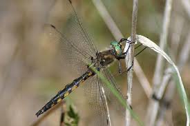 Attēlu rezultāti vaicājumam “Cordulidae”