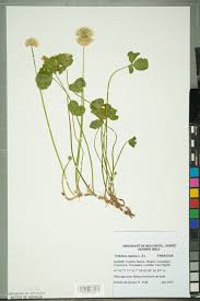 Attēlu rezultāti vaicājumam “Trifolium repens”