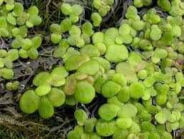 Attēlu rezultāti vaicājumam “Lemna gibba”