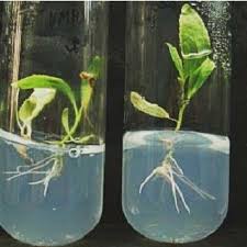 Attēlu rezultāti vaicājumam “Populus x berolinensis”