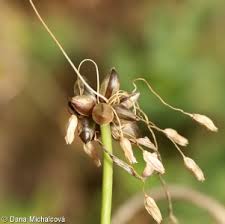Attēlu rezultāti vaicājumam “Allium oleraceum bud”