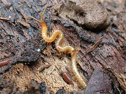 Attēlu rezultāti vaicājumam “Geophilidae”