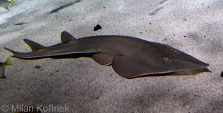 Image result for Rhinobatos rhinobatos