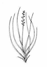 Attēlu rezultāti vaicājumam “Juncaginaceae”