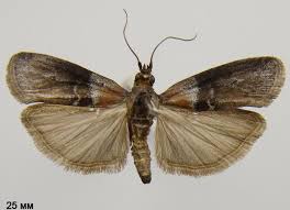 Attēlu rezultāti vaicājumam “Sciota fumella”