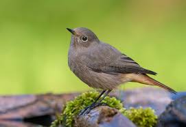 Attēlu rezultāti vaicājumam “Phoenicurus ochruros female”