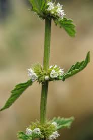Attēlu rezultāti vaicājumam “Lycopus europaeus flower”