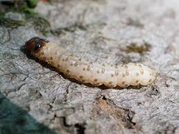 Attēlu rezultāti vaicājumam “Scardia boletella”