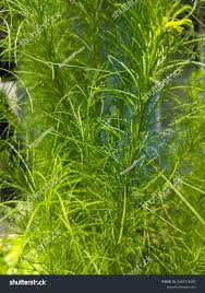 Attēlu rezultāti vaicājumam “Najas marina leaf”