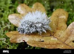 Attēlu rezultāti vaicājumam “Tilachlidium brachiatum”