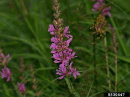 Attēlu rezultāti vaicājumam “Lythrum salicaria flower”