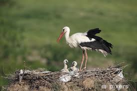 Attēlu rezultāti vaicājumam “Ciconia ciconia”