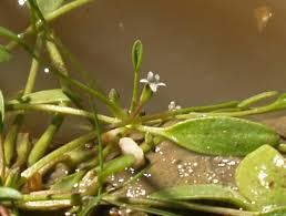 Attēlu rezultāti vaicājumam “Limosella aquatica leaf”