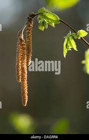 Attēlu rezultāti vaicājumam “Betula pubescens flower”