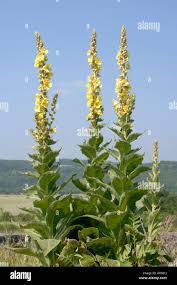 Image result for Verbascum densiflorum