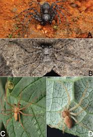 Attēlu rezultāti vaicājumam “Philodromidae”
