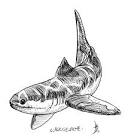 Cladoselache study by ~dustdevil on deviantART