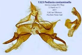 Attēlu rezultāti vaicājumam “Pediasia fascelinella”