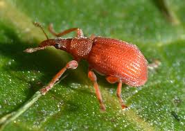 Attēlu rezultāti vaicājumam “Apion sp.”