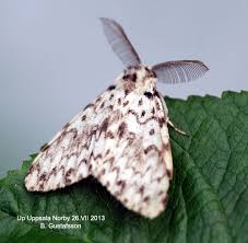 Attēlu rezultāti vaicājumam “Lymantria monacha”